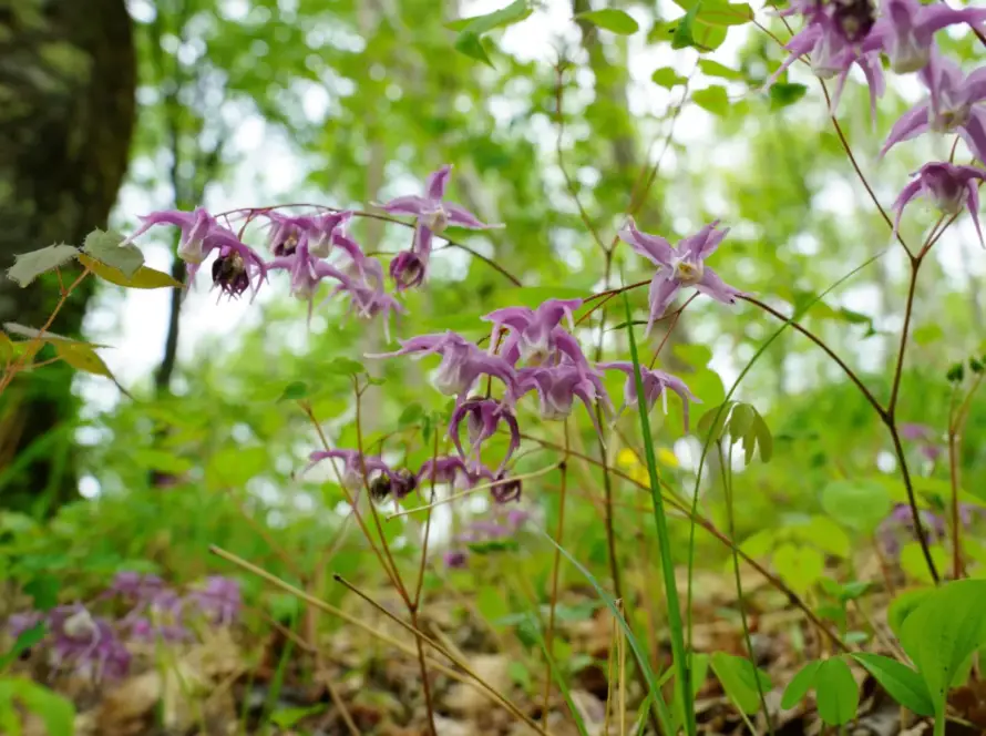 Horny-Goat-Weed-Plant
